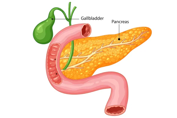 Hepatobiliary and Pancreatic HPB and HIPEC